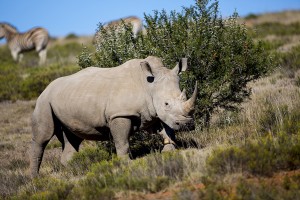 Rhino in the wild.