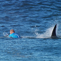 shark attack200